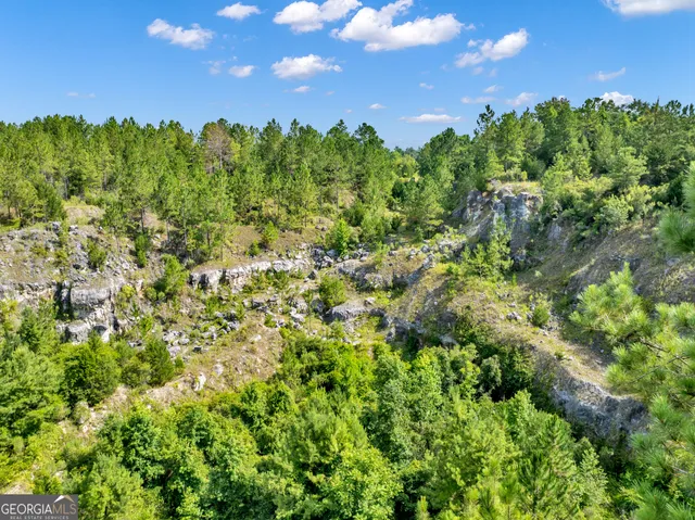 a view of a lush green forest with a lush green forest