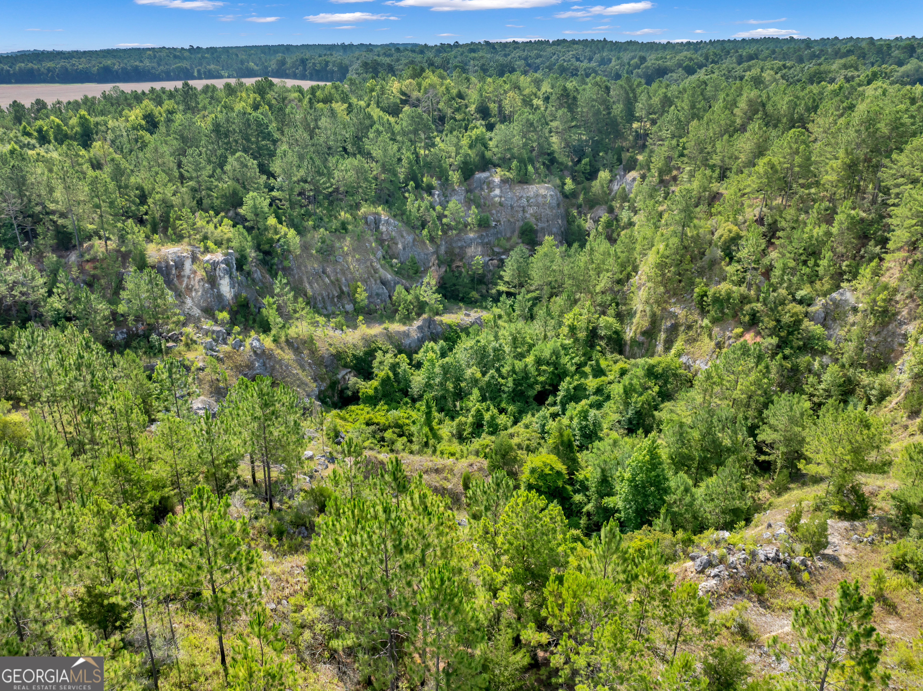 0 Harrell Road Whigham, GA 39897 - Photo 10 of 39 a view of a lush green forest with lots of trees