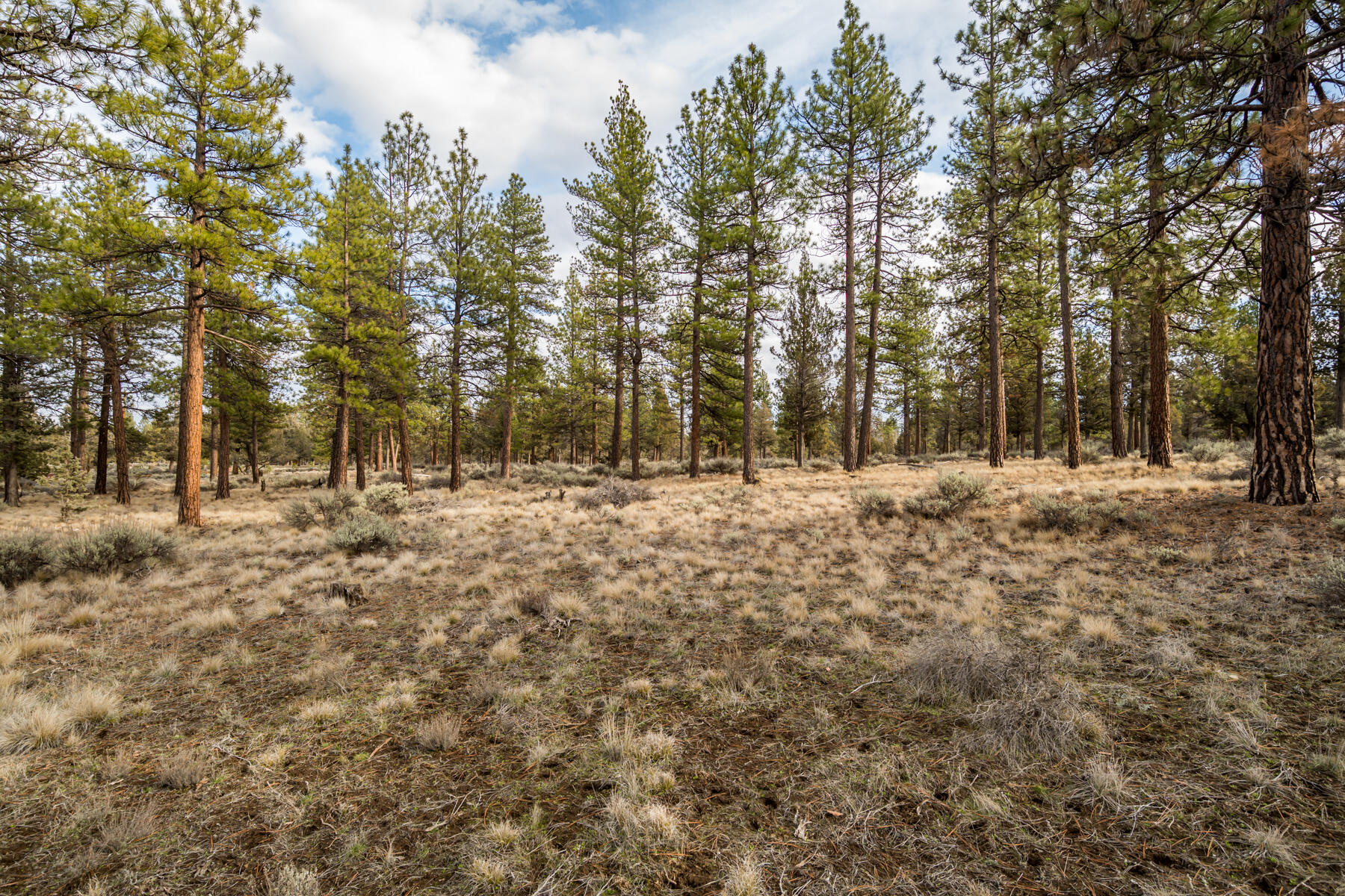 16305 Riata Court Sisters, OR 97759 - Photo 7 of 23 a view of outdoor space with trees