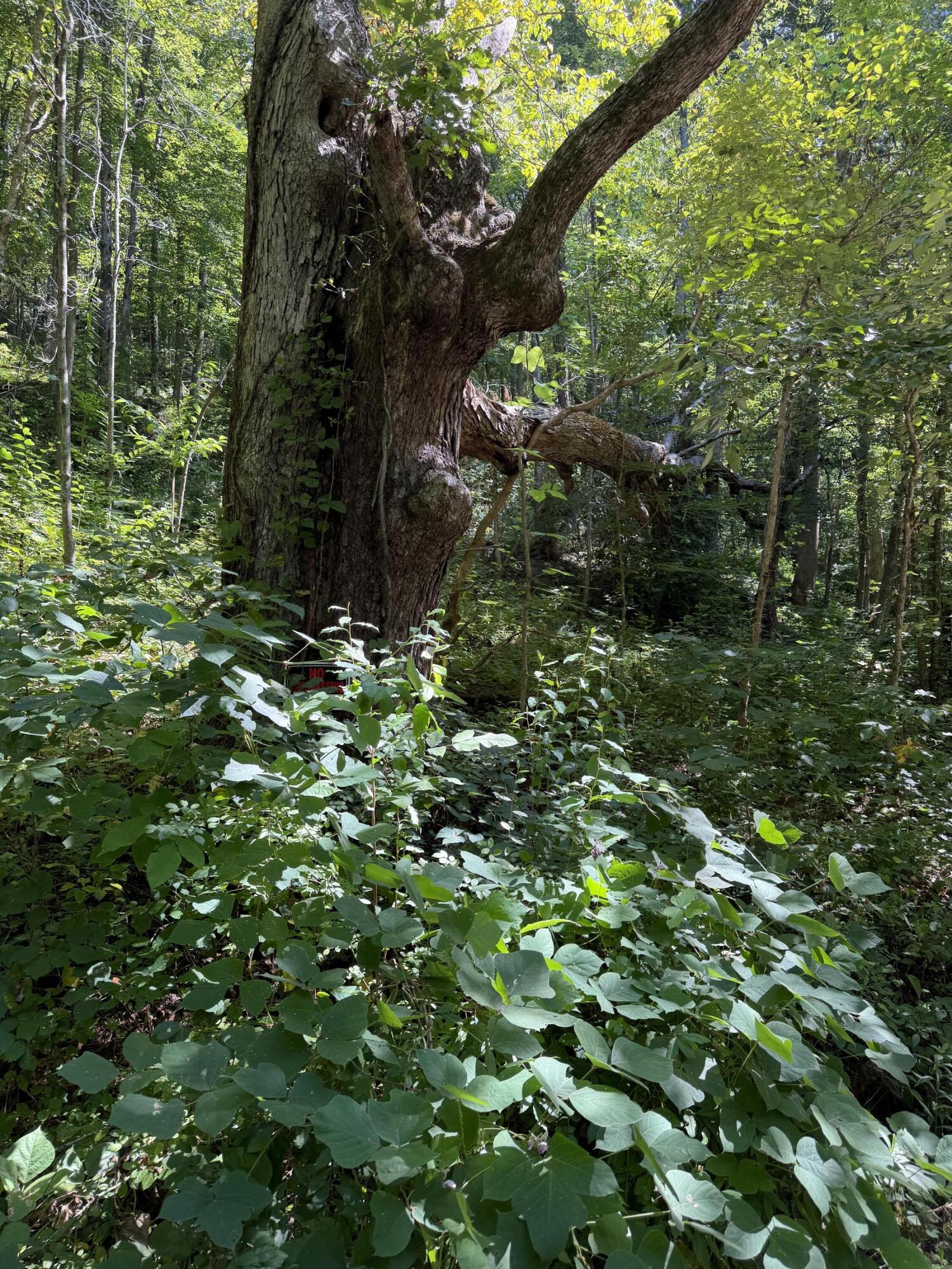 370 Roaring Fork Road Walker, KY 40997 - Photo 6 of 17 IMG_1757
