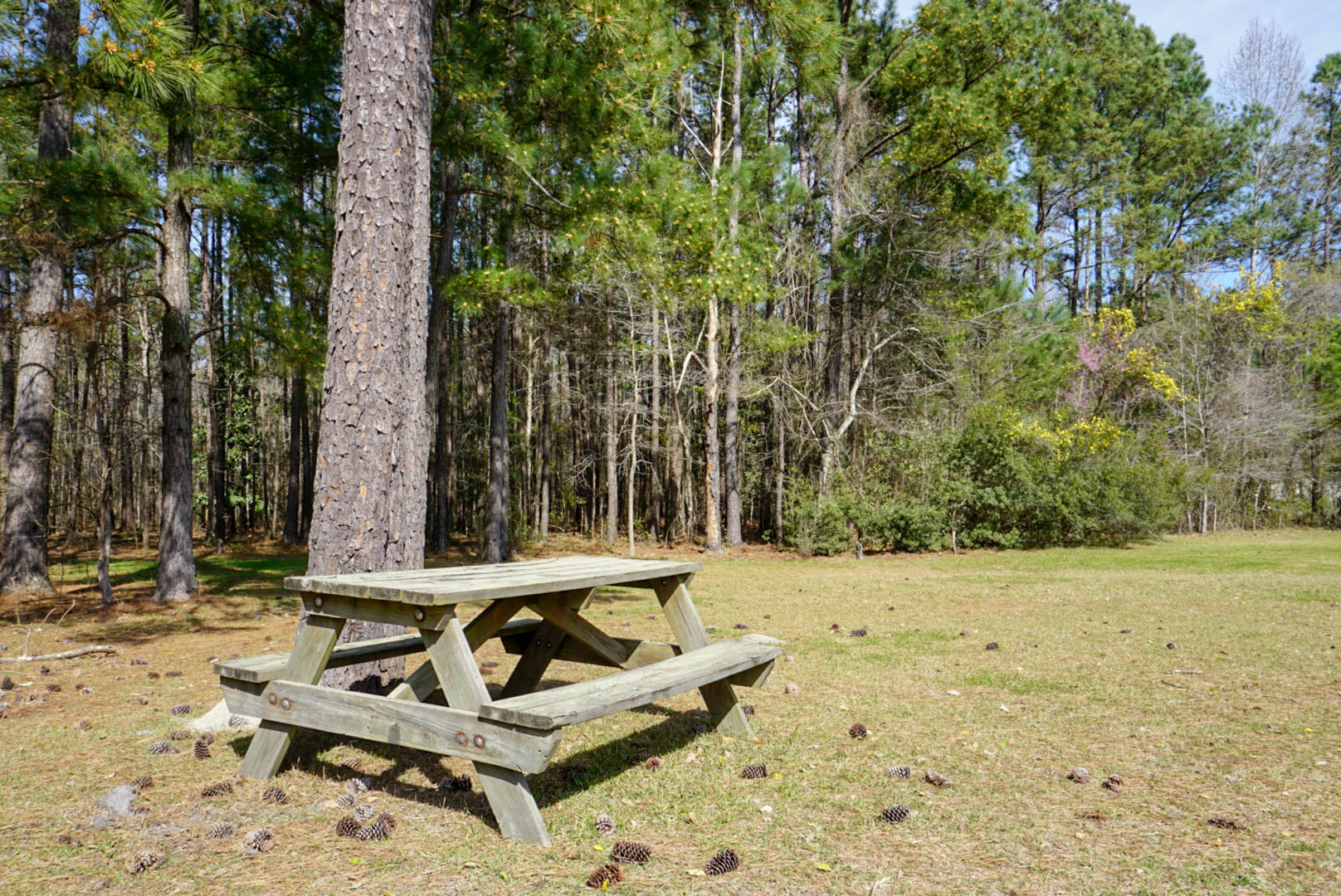 900 Fauling Road St. Stephen, SC 29479 - Photo 31 of 33 Peaceful Picnics