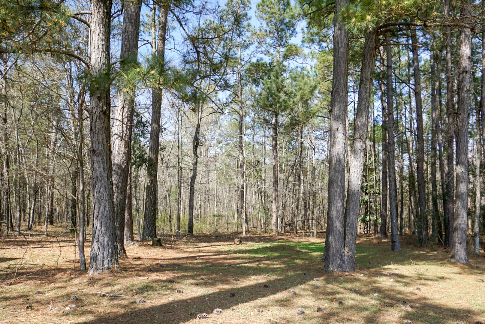 900 Fauling Road St. Stephen, SC 29479 - Photo 33 of 33 Lots of Mature Trees