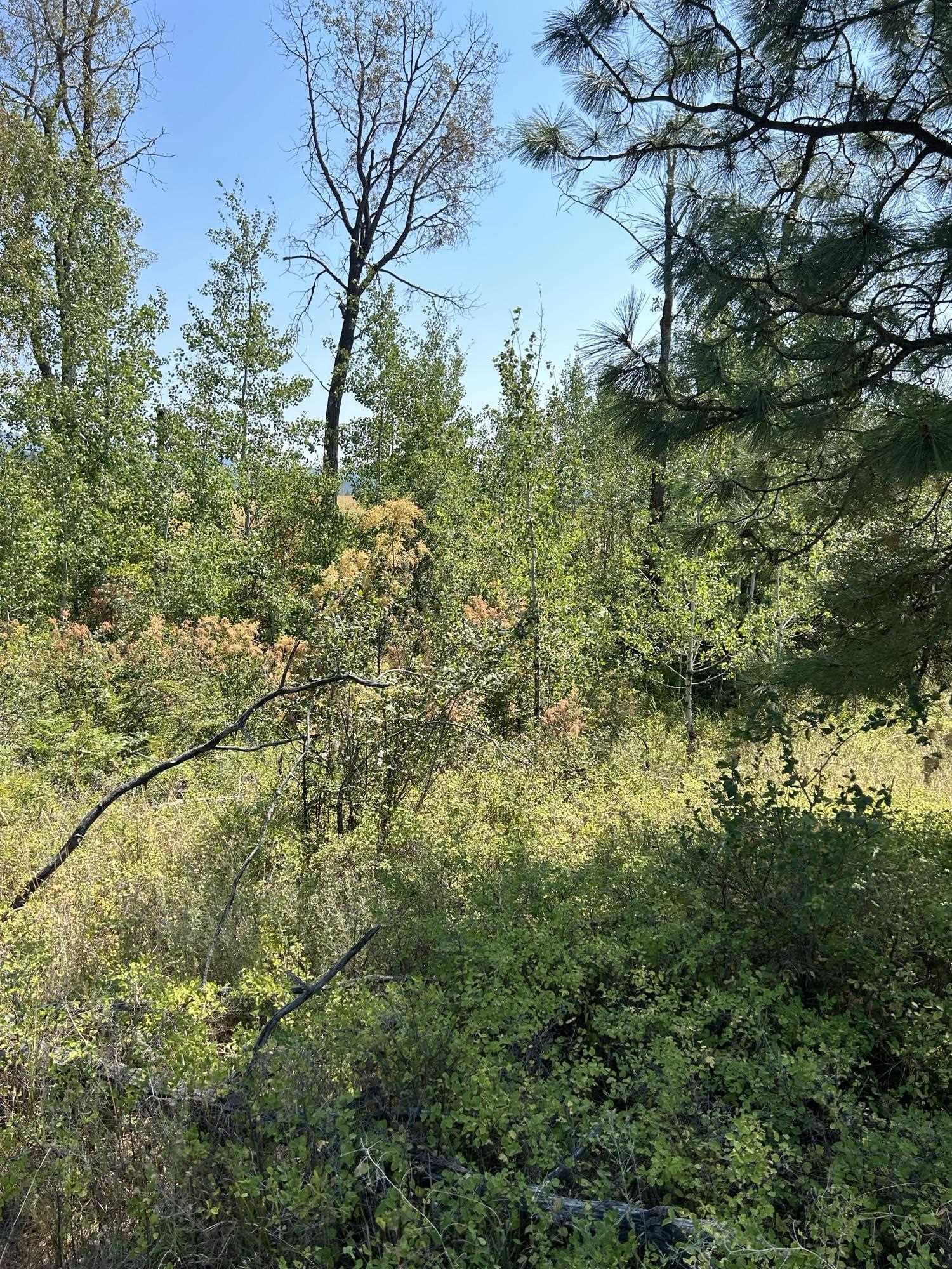 117-xx East Tallman Road Chattaroy, WA 99003 - Photo 4 of 11