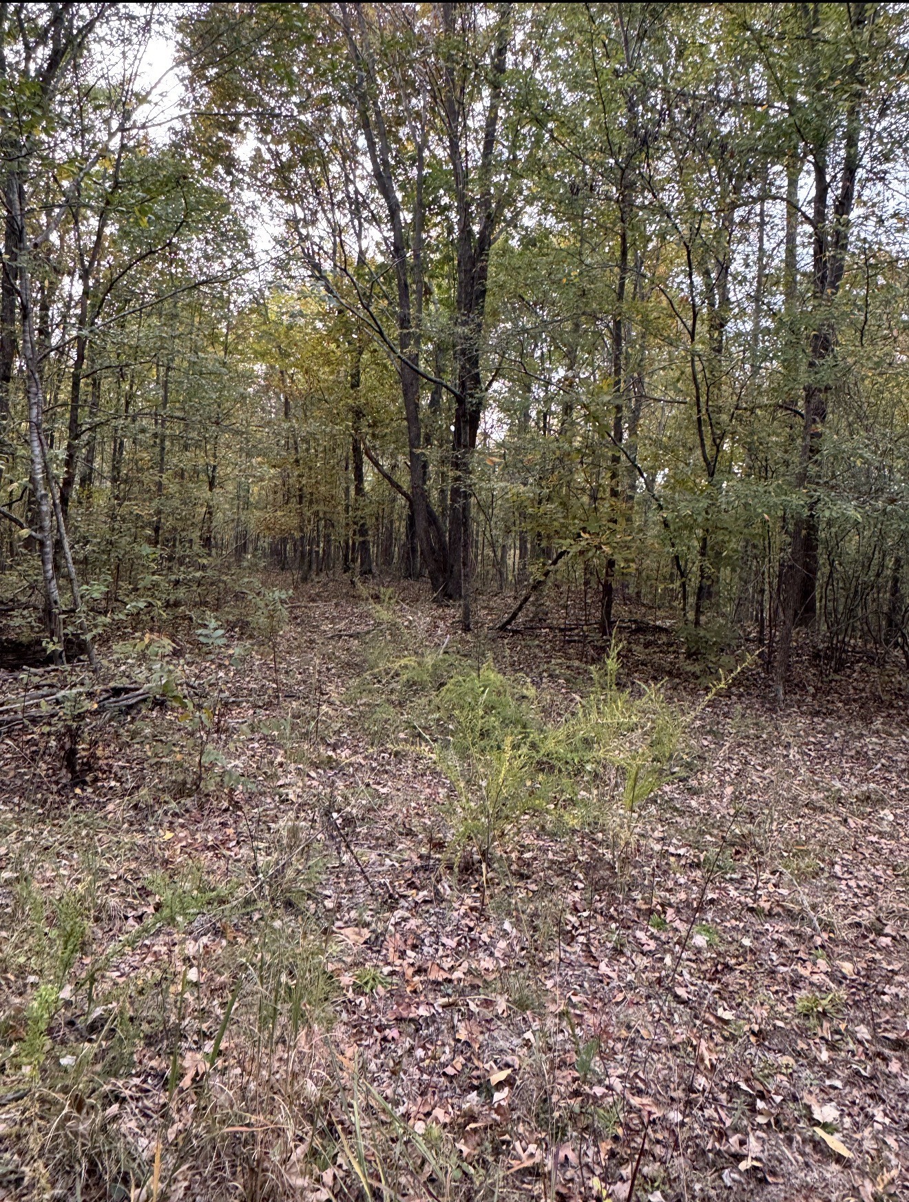 0 Downing Hollow Road Waynesboro, TN 38485 - Photo 5 of 30