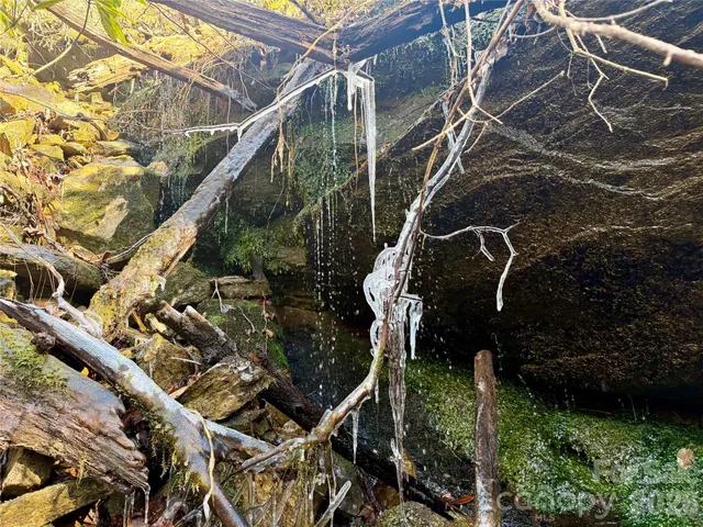 a view of a yard with plants and trees