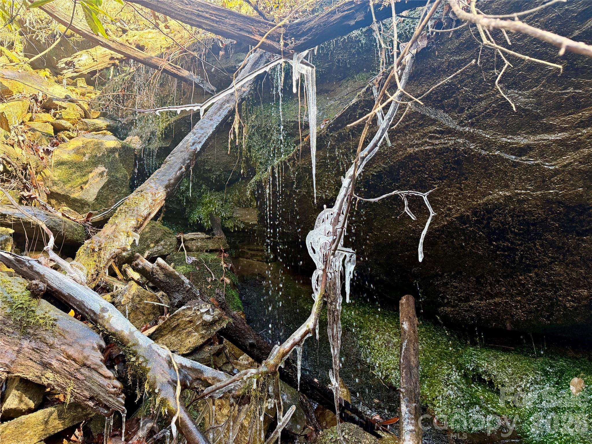 Lot 48 Fox Den Road Brevard, NC 28712 - Photo 4 of 14 a close up of a plant in a backyard