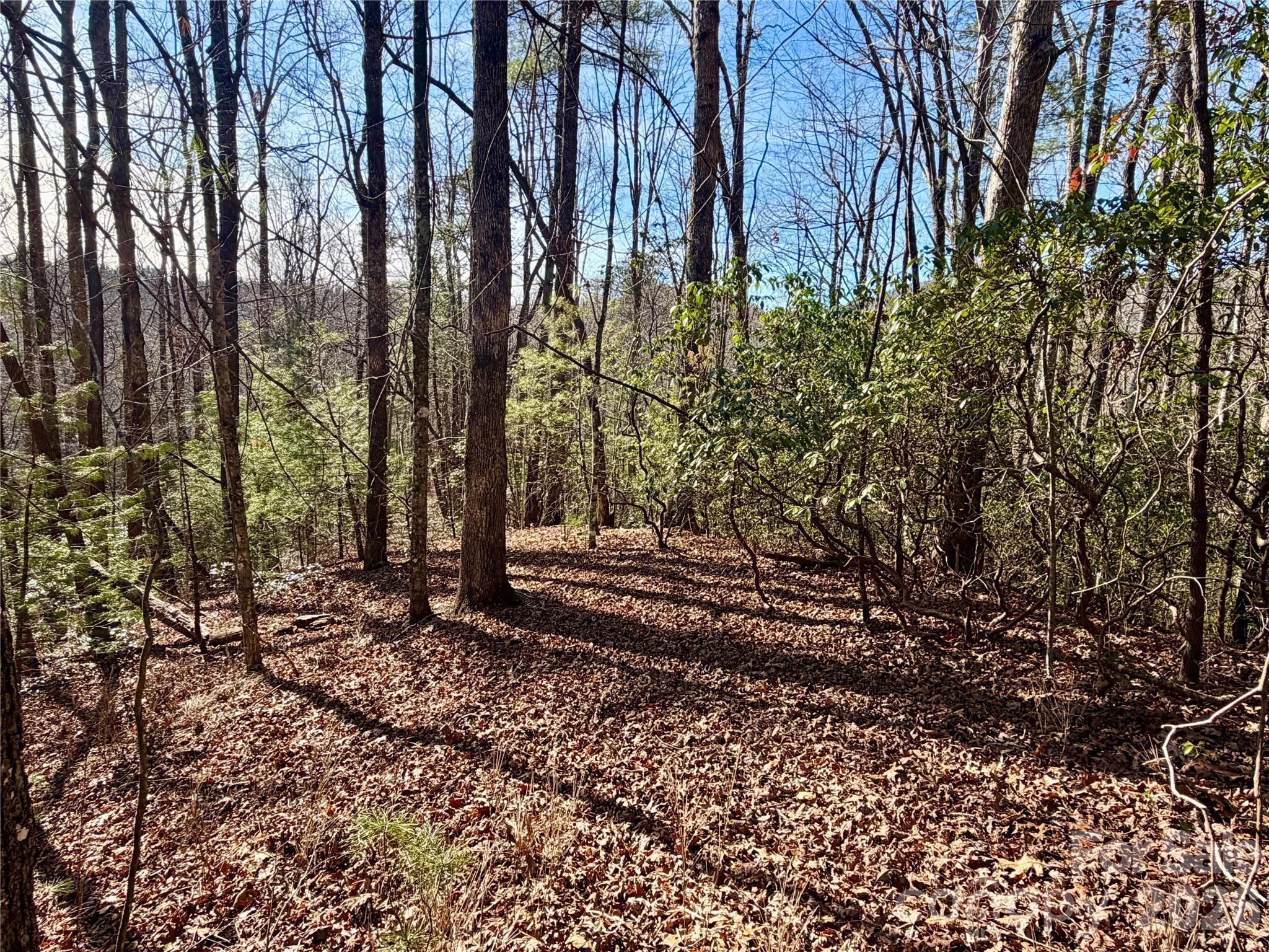 Lot 48 Fox Den Road Brevard, NC 28712 - Photo 5 of 14 a view of a yard with plants and trees