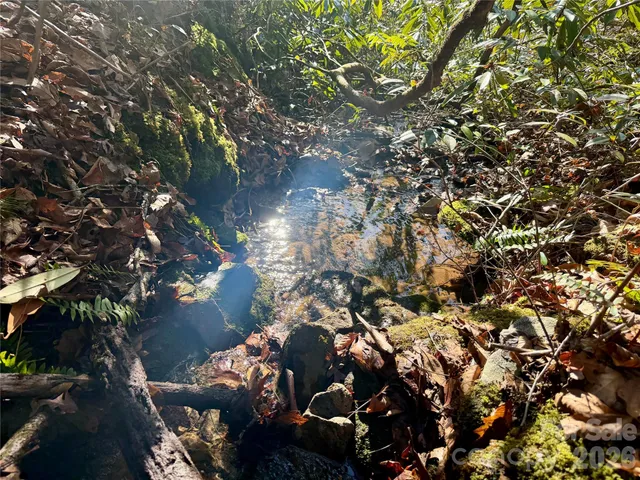 a view of a tree in a forest