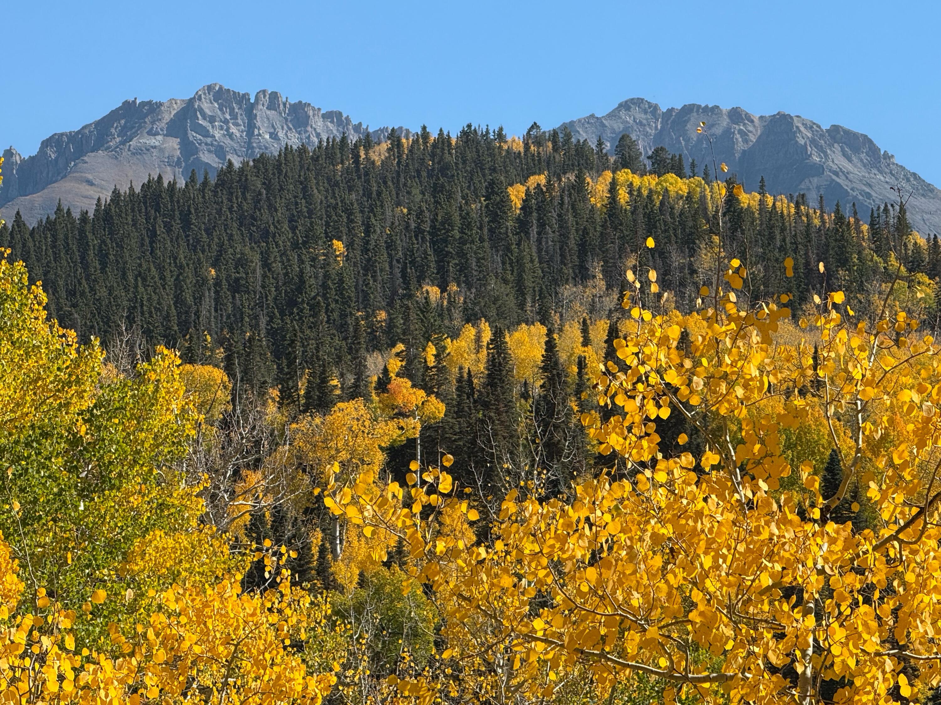 Tbd Saddle Horn Lane Telluride, CO 81435 - Photo 5 of 9 a view of a bunch of flowers and tree