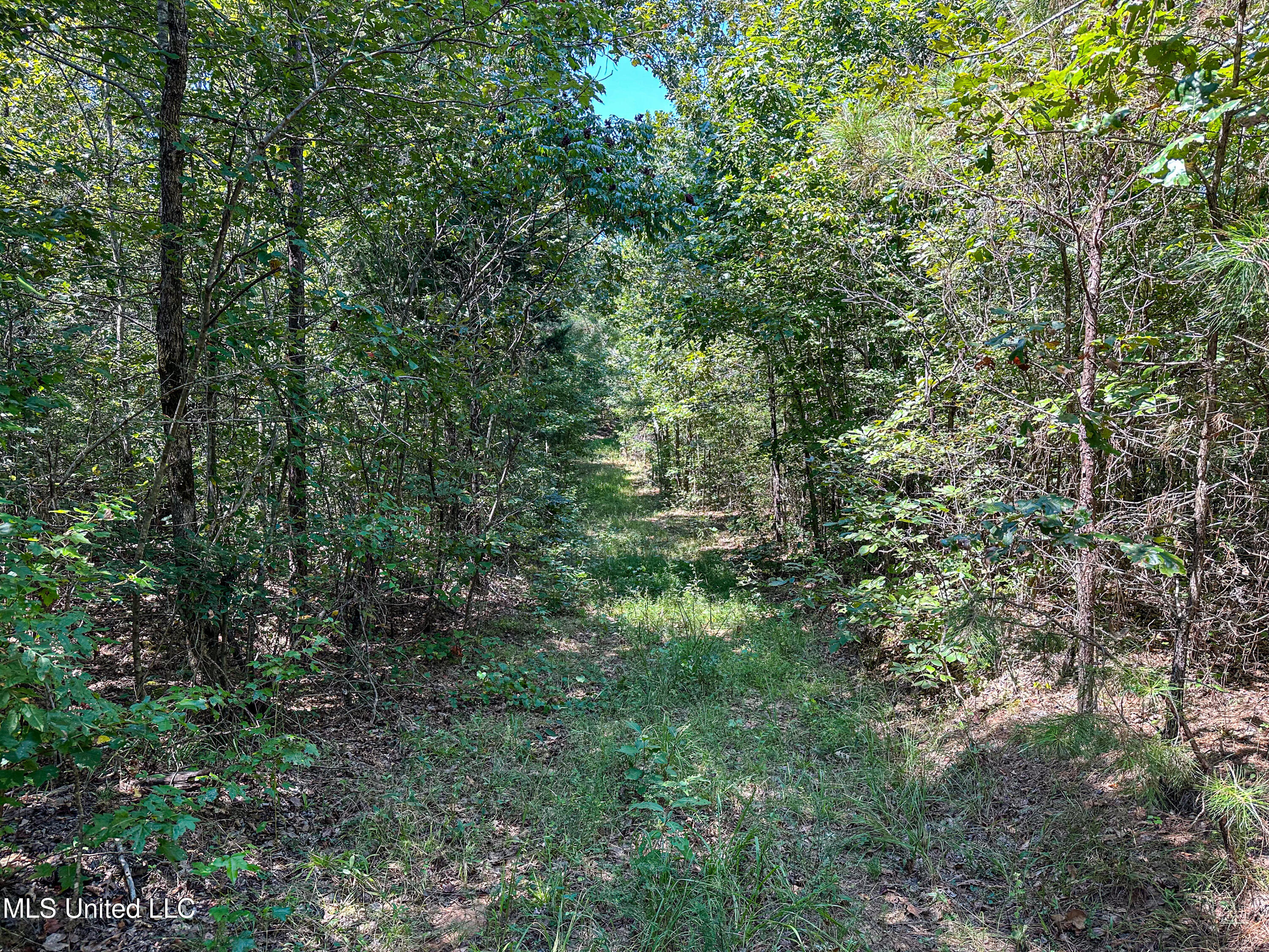 2295 Chapman Road Falkner, MS 38629 - Photo 27 of 48 IMG_5681