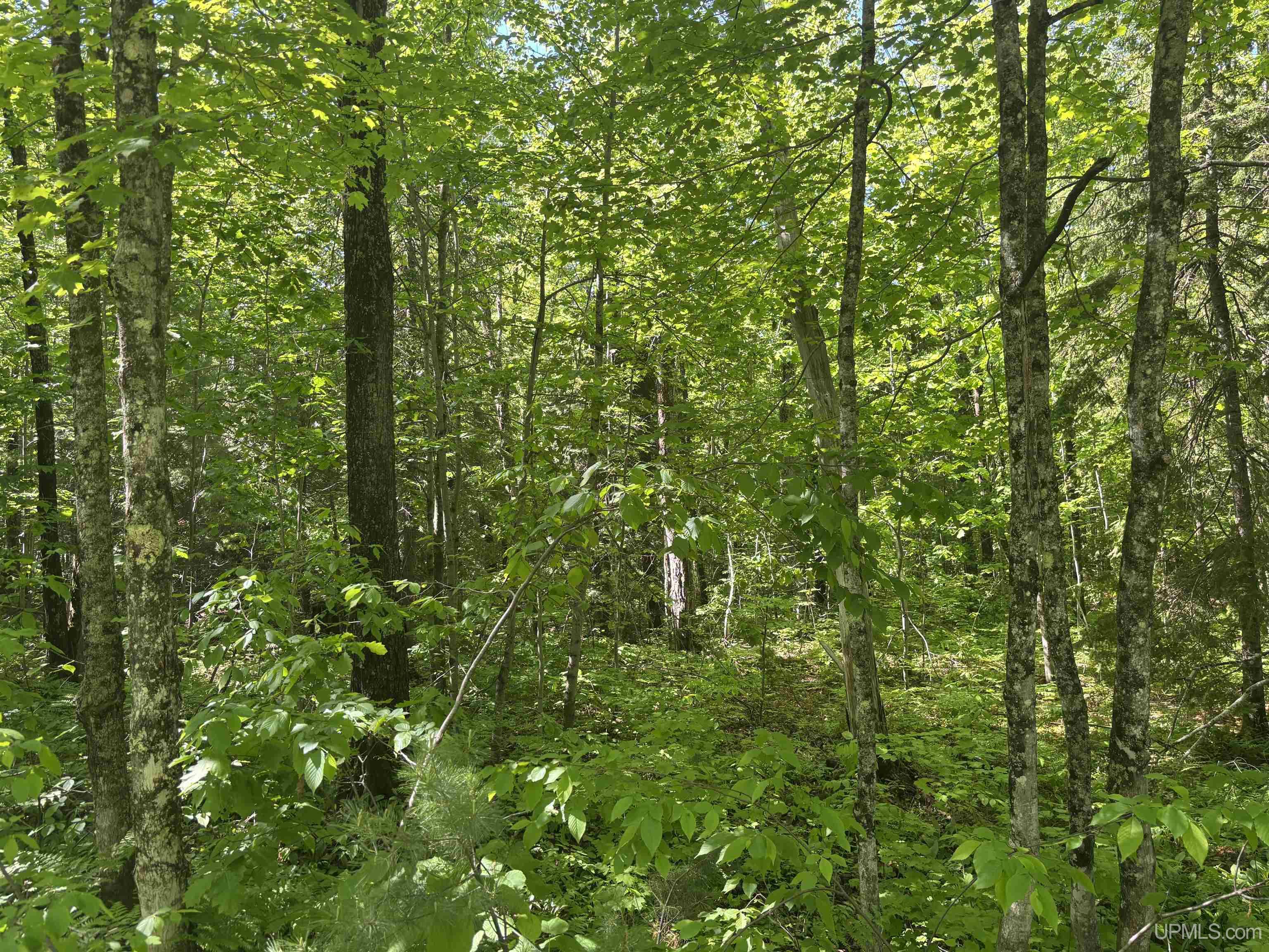 Tbd 1 Forsman Road Calumet, MI 49930 - Photo 15 of 20
