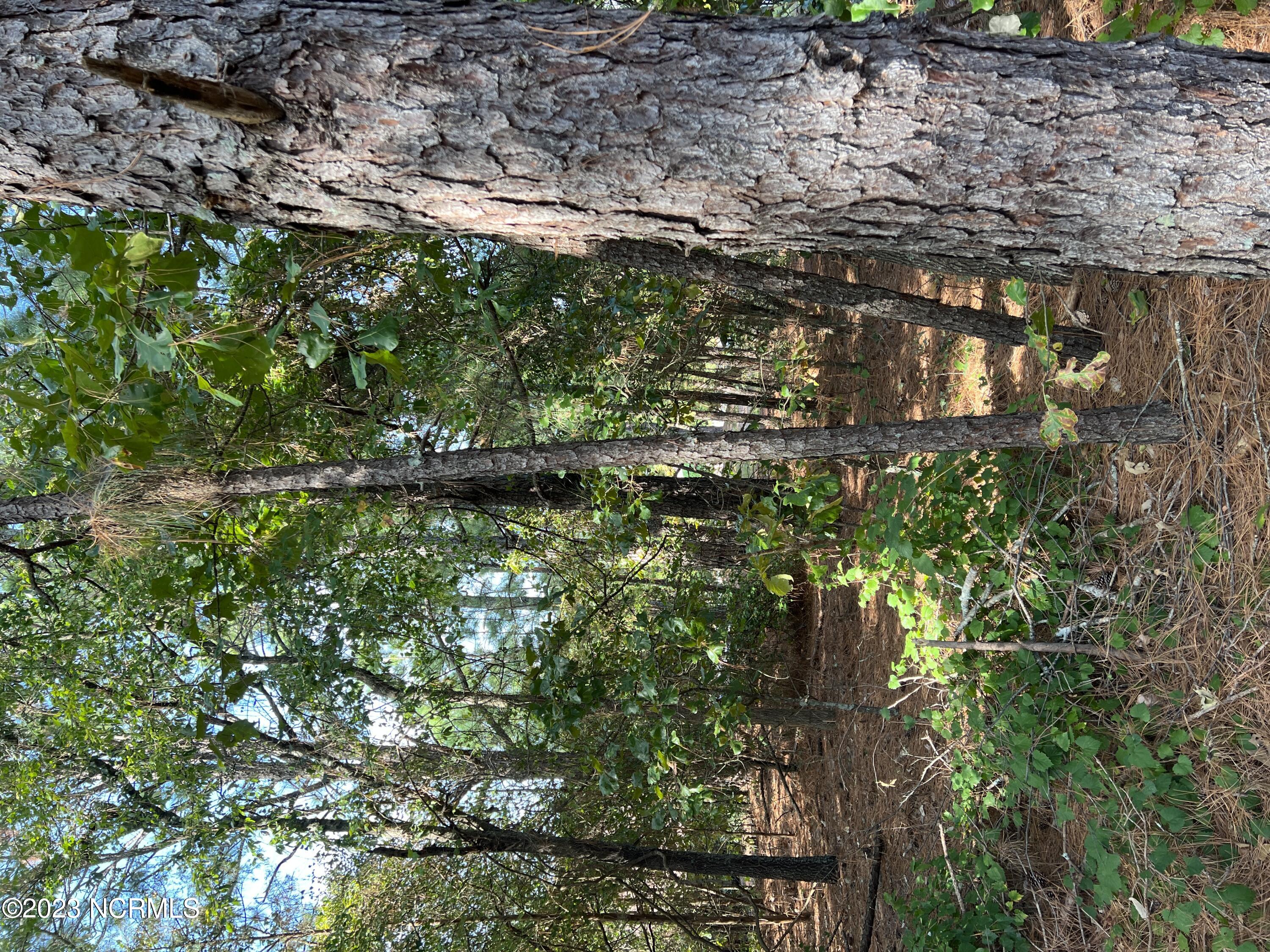 Wooded lot with slight slope toward lake