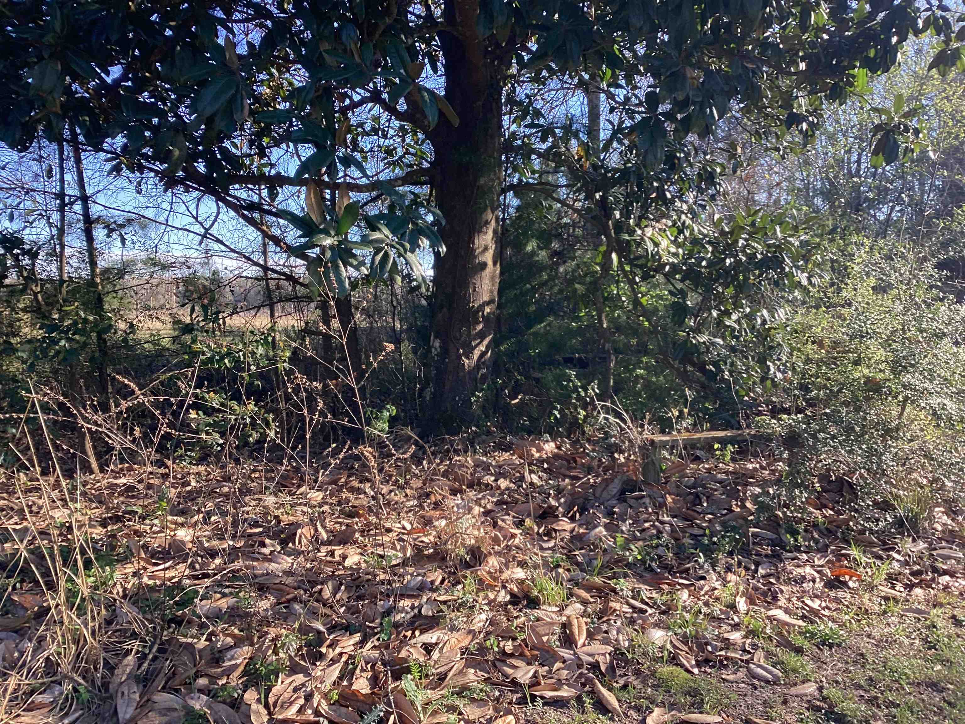 37841 Oakey Streak Road Red Level, AL 36474 - Photo 12 of 29 Gallery Image 12