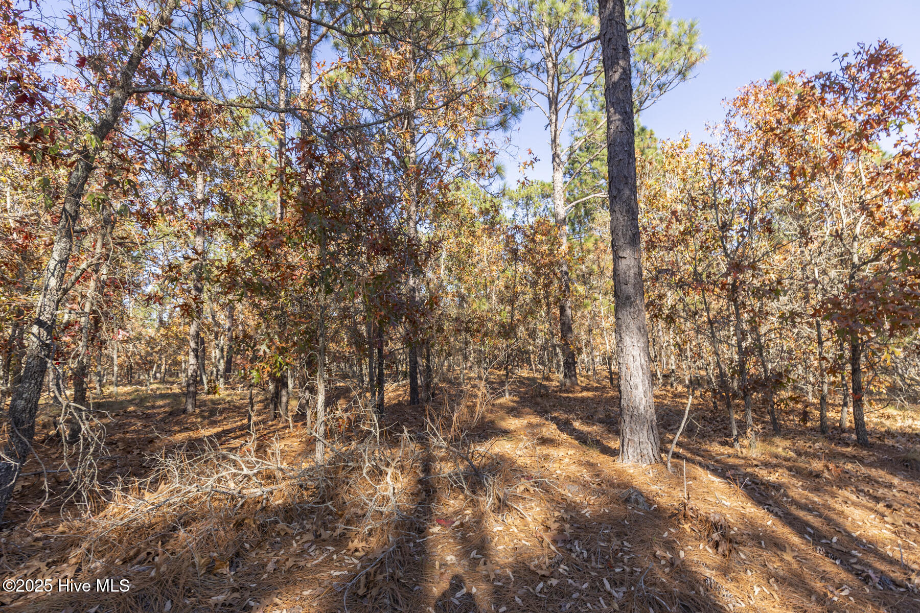465 Roundabout Road Carthage, NC 28327 - Photo 1 of 10 465 Roundabout Rd_4