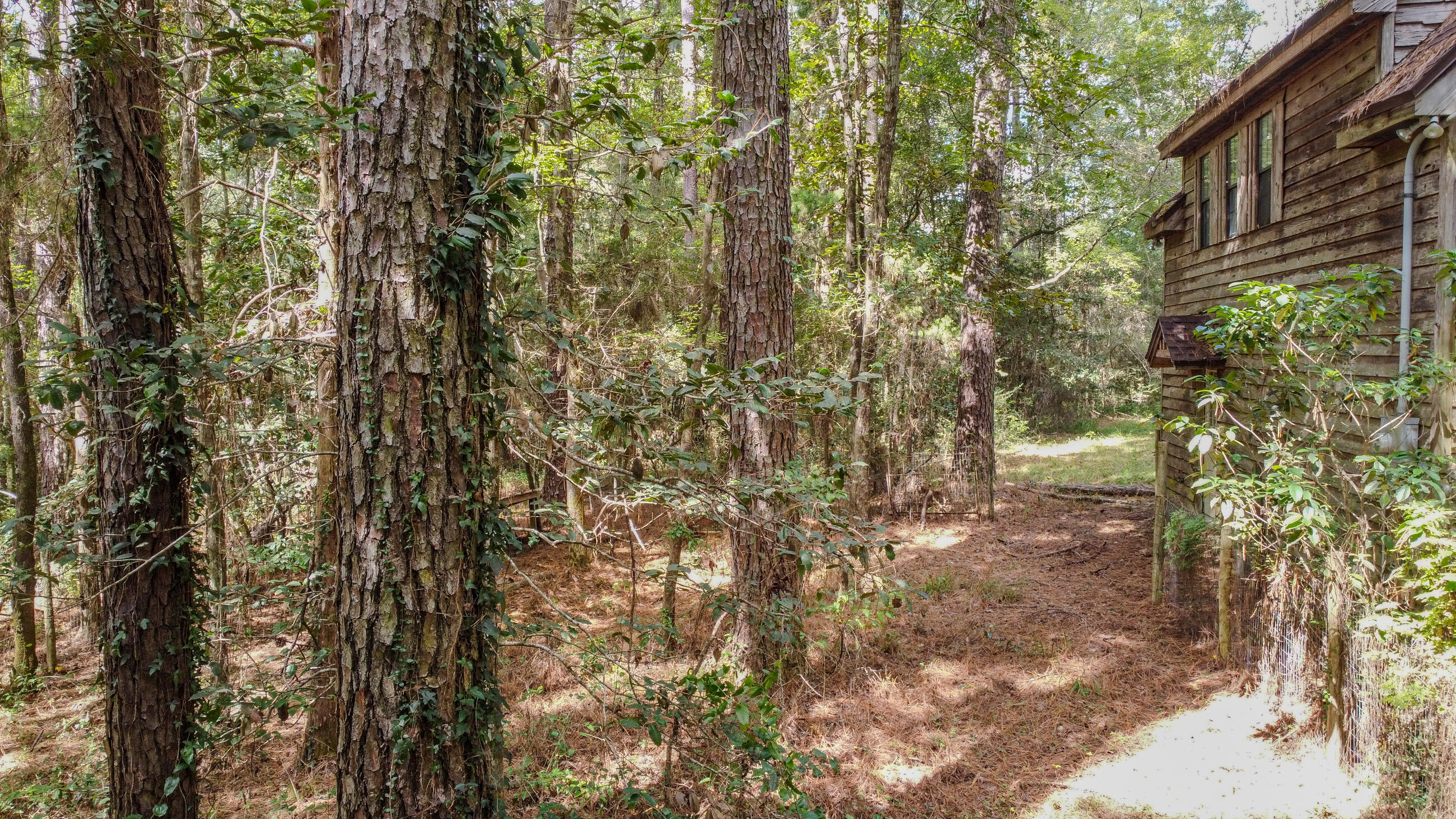 402 Miles Martin Road DeFuniak Springs, FL 32435 - Photo 19 of 31 a view of a yard with plants and trees