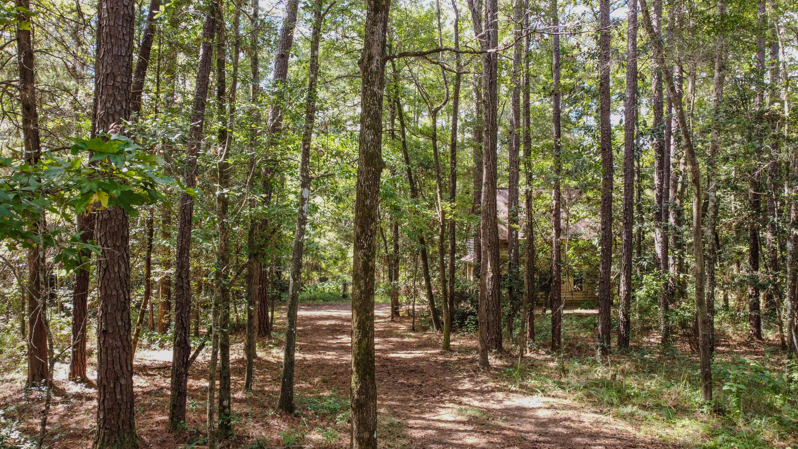 402 Miles Martin Road DeFuniak Springs, FL 32435 - Photo 20 of 31 a view of forest
