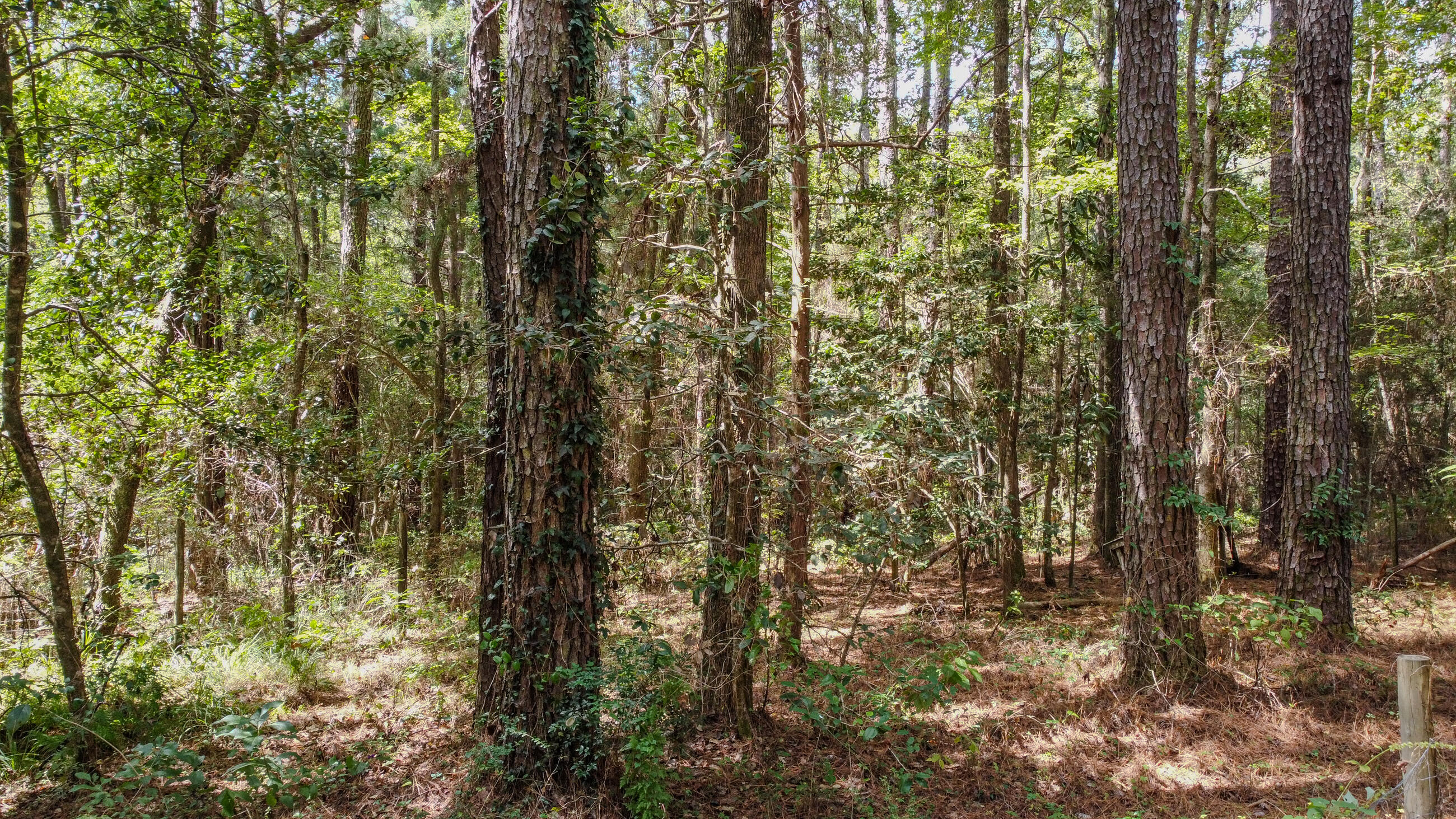 402 Miles Martin Road DeFuniak Springs, FL 32435 - Photo 25 of 31 a view of a yard