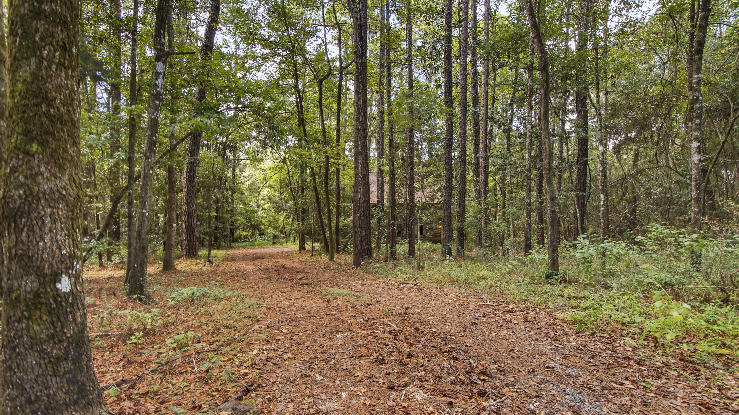 402 Miles Martin Road DeFuniak Springs, FL 32435 - Photo 4 of 31 a view of backyard with green space