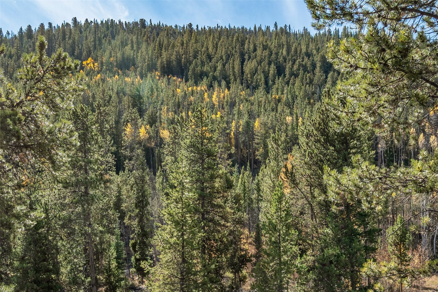 102 Lake Ridge Circle, Unit 1892 Keystone, CO 80435 - Photo 5 of 32 a view of a green field with lots of bushes