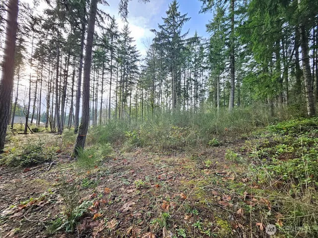 a view of a lush green forest