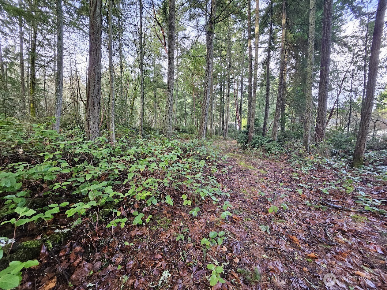 1906 Northeast Paulson Road Poulsbo, WA 98370 - Photo 6 of 8 a view of a forest with lots of trees