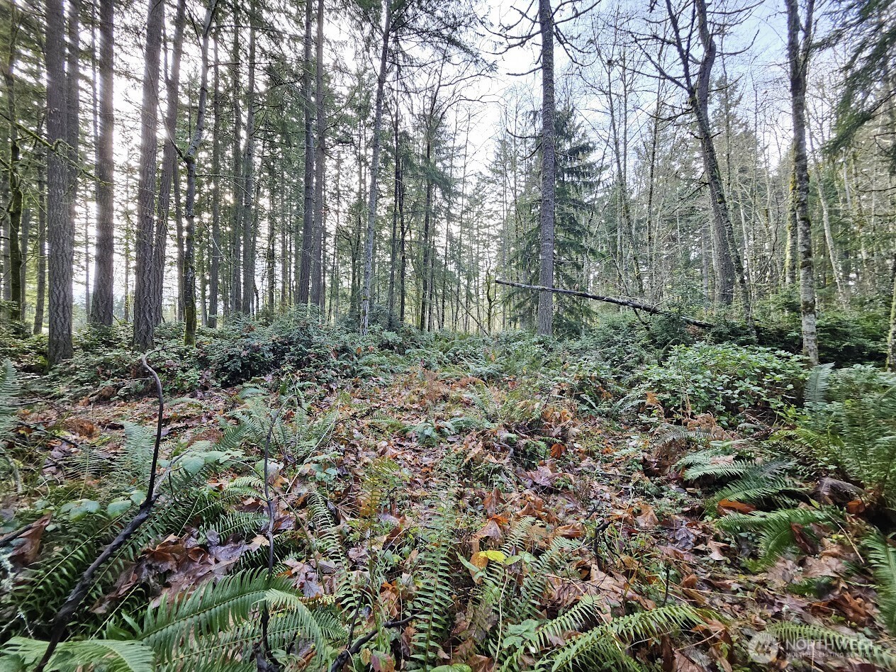 1906 Northeast Paulson Road Poulsbo, WA 98370 - Photo 8 of 8 a view of trees and bushes