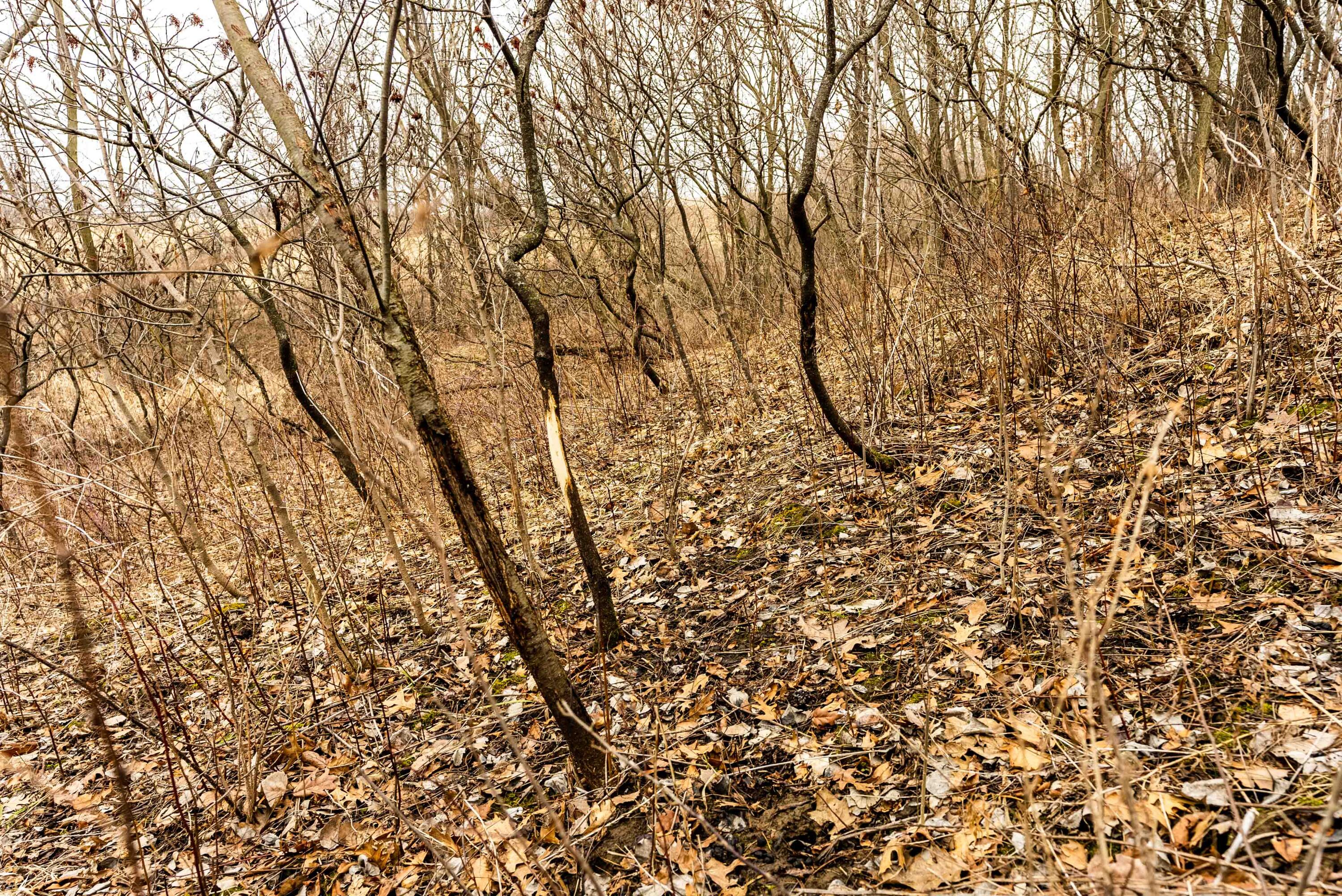 Lt2 St Charles Road Cassville, WI 53806 - Photo 13 of 17 Grant-County-WI-16-Acres-Land-For-Sale-1