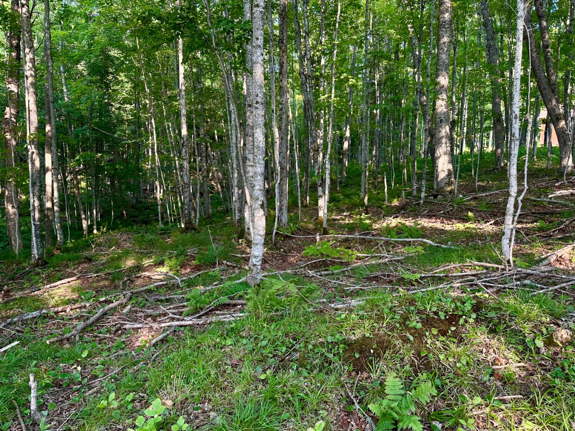 N8997 Shore Road East Marenisco, MI 49947 - Photo 81 of 98 Gallery Image 81