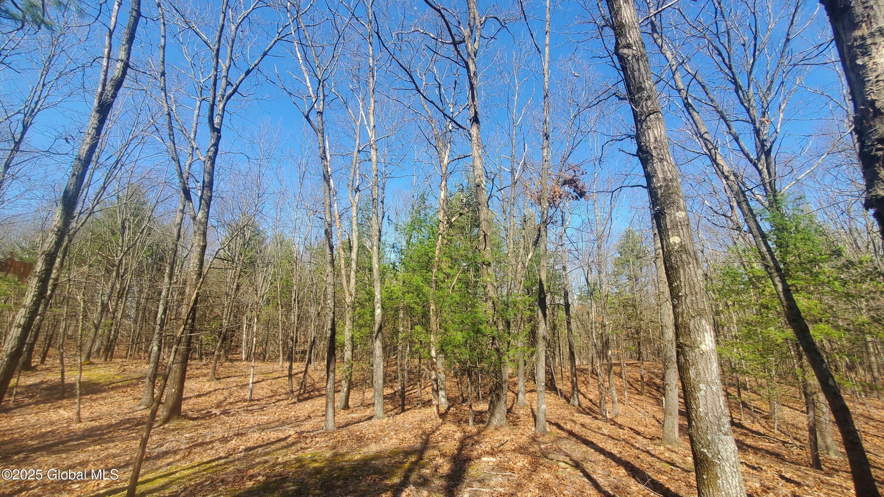 L25 Fischer Road Kinderhook, NY 12106 - Photo 19 of 30 LIVE IN THE FOREST
