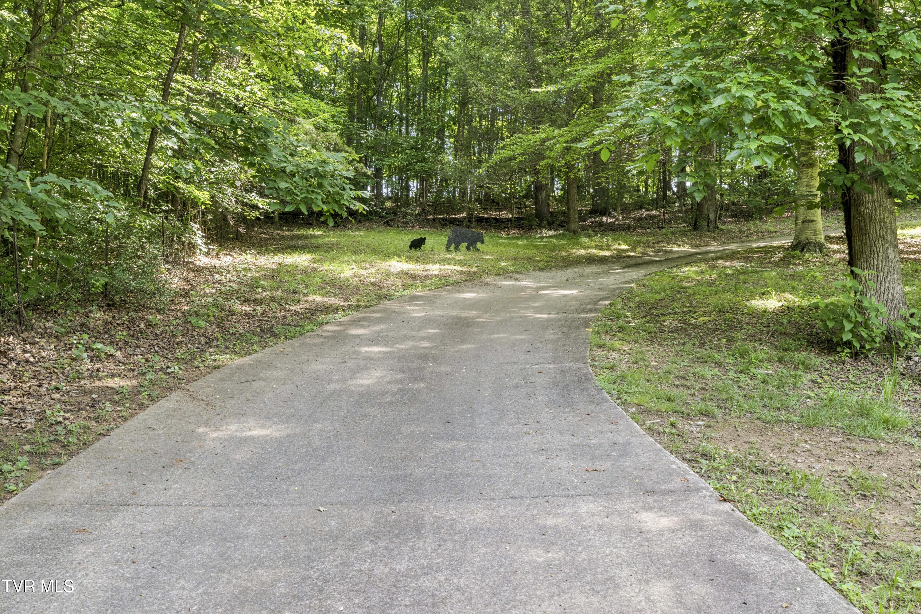 1820 Frank Roberts Road Afton, TN 37616 - Photo 62 of 73 Frank2-8
