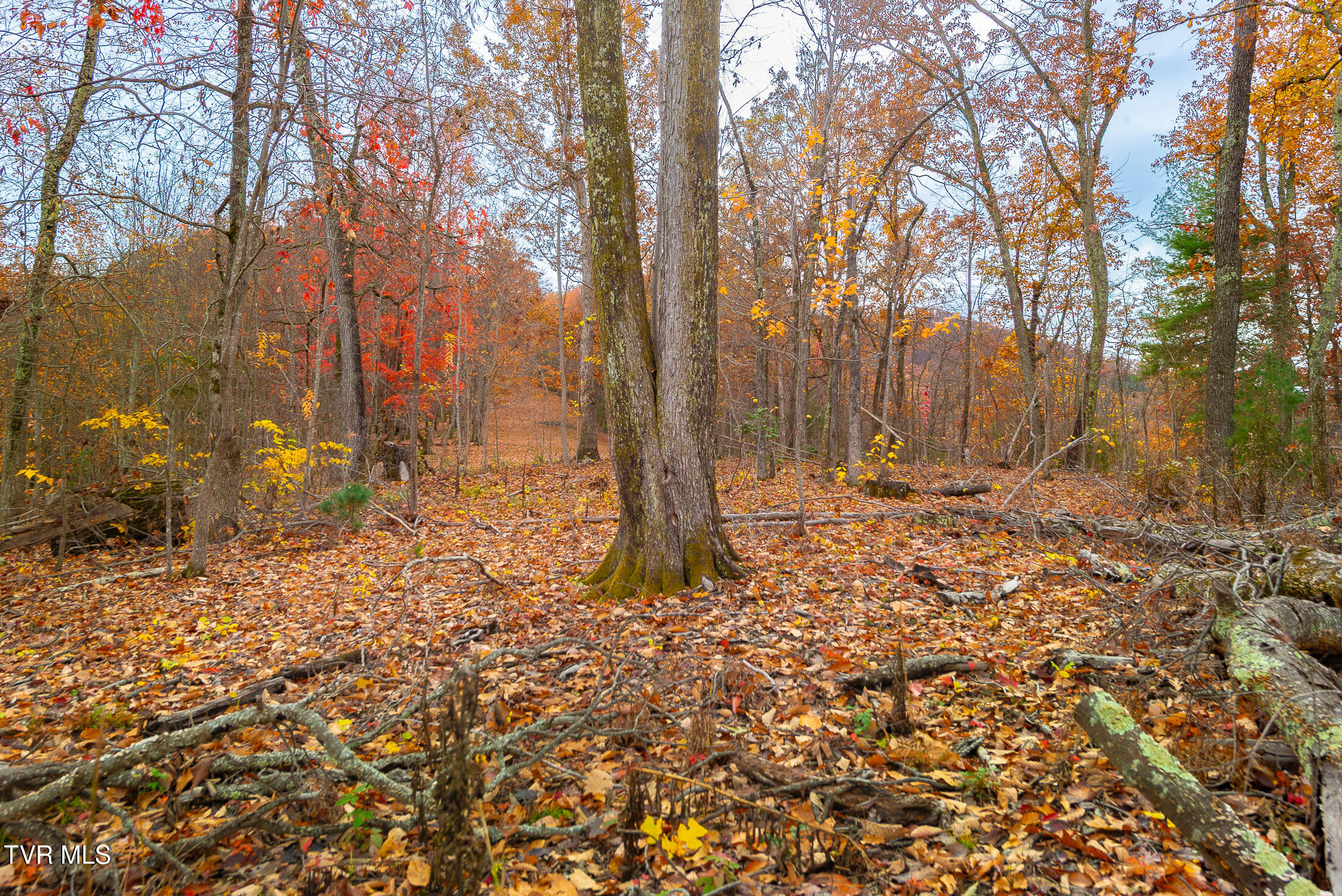 0 Siam Road Elizabethton, TN 37643 - Photo 38 of 39 DSC_3895