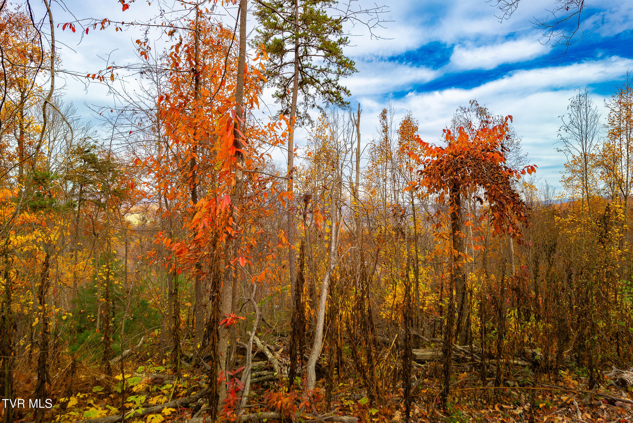 0 Siam Road Elizabethton, TN 37643 - Photo 39 of 39 DSC_3897