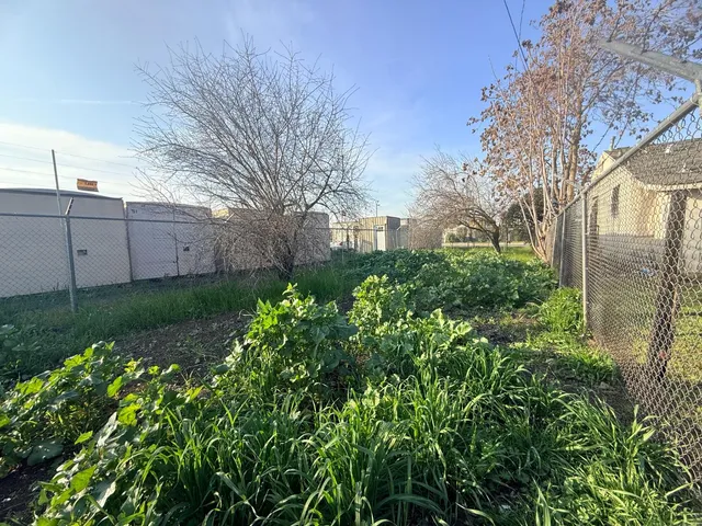 a view of a garden with plants and a building