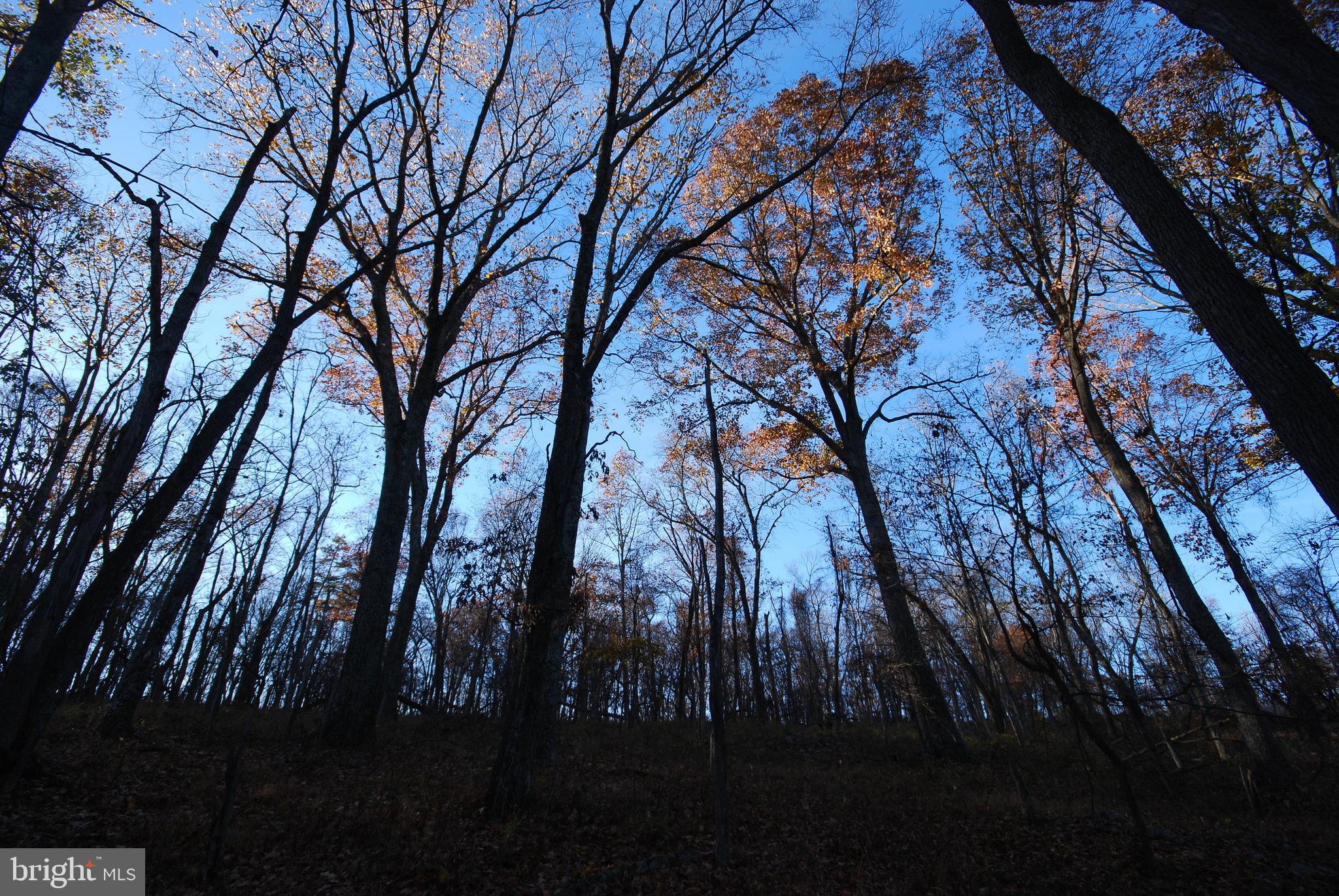 Lot 67 Mill Mountain Road Romney, WV 26757 - Photo 1 of 24 a view of tree in between the house