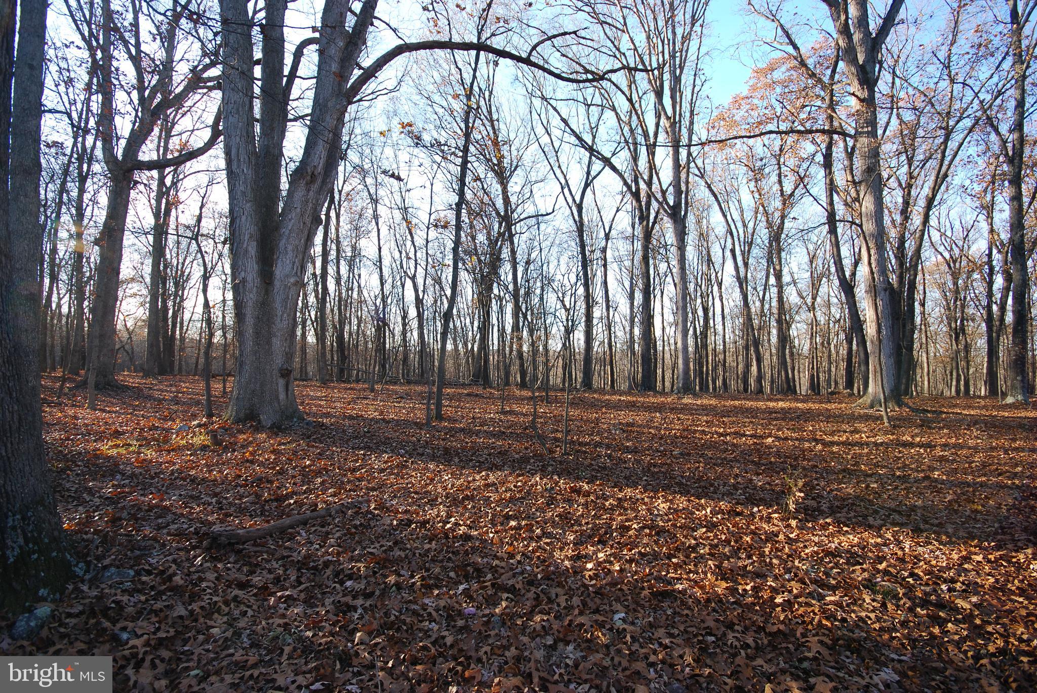 Lot 67 Mill Mountain Road Romney, WV 26757 - Photo 12 of 24 a view of a backyard with trees
