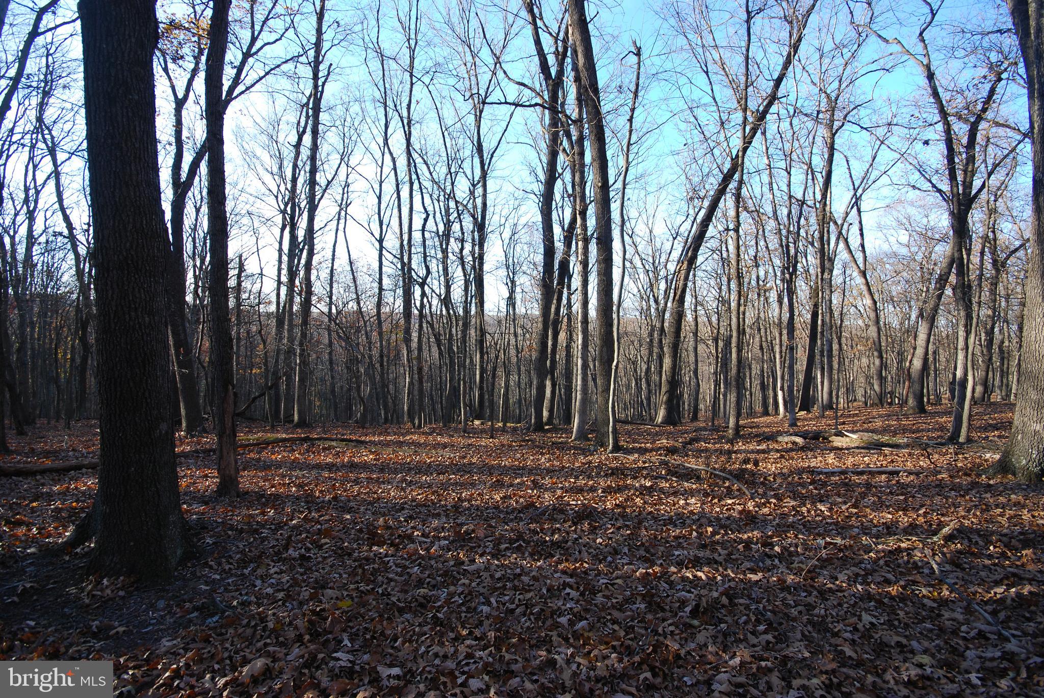 Lot 67 Mill Mountain Road Romney, WV 26757 - Photo 13 of 24 a view of outdoor space with trees