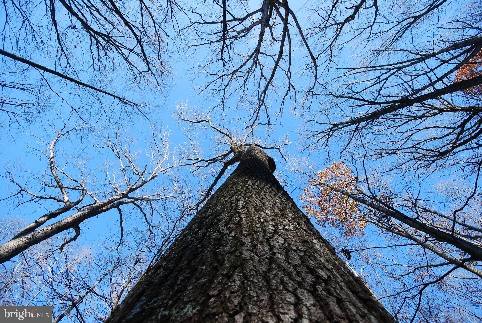 Lot 67 Mill Mountain Road Romney, WV 26757 - Photo 4 of 24 a view of a backyard