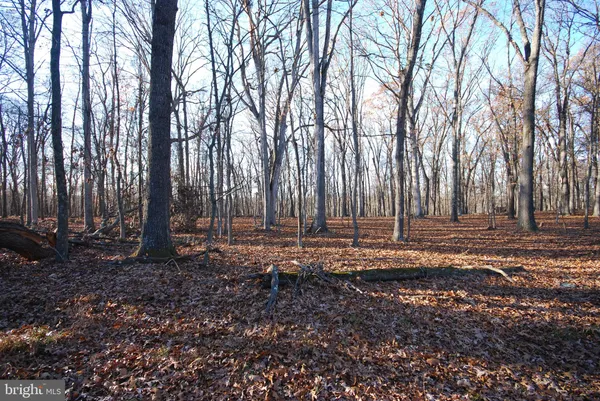 a view of trees in between two of trees