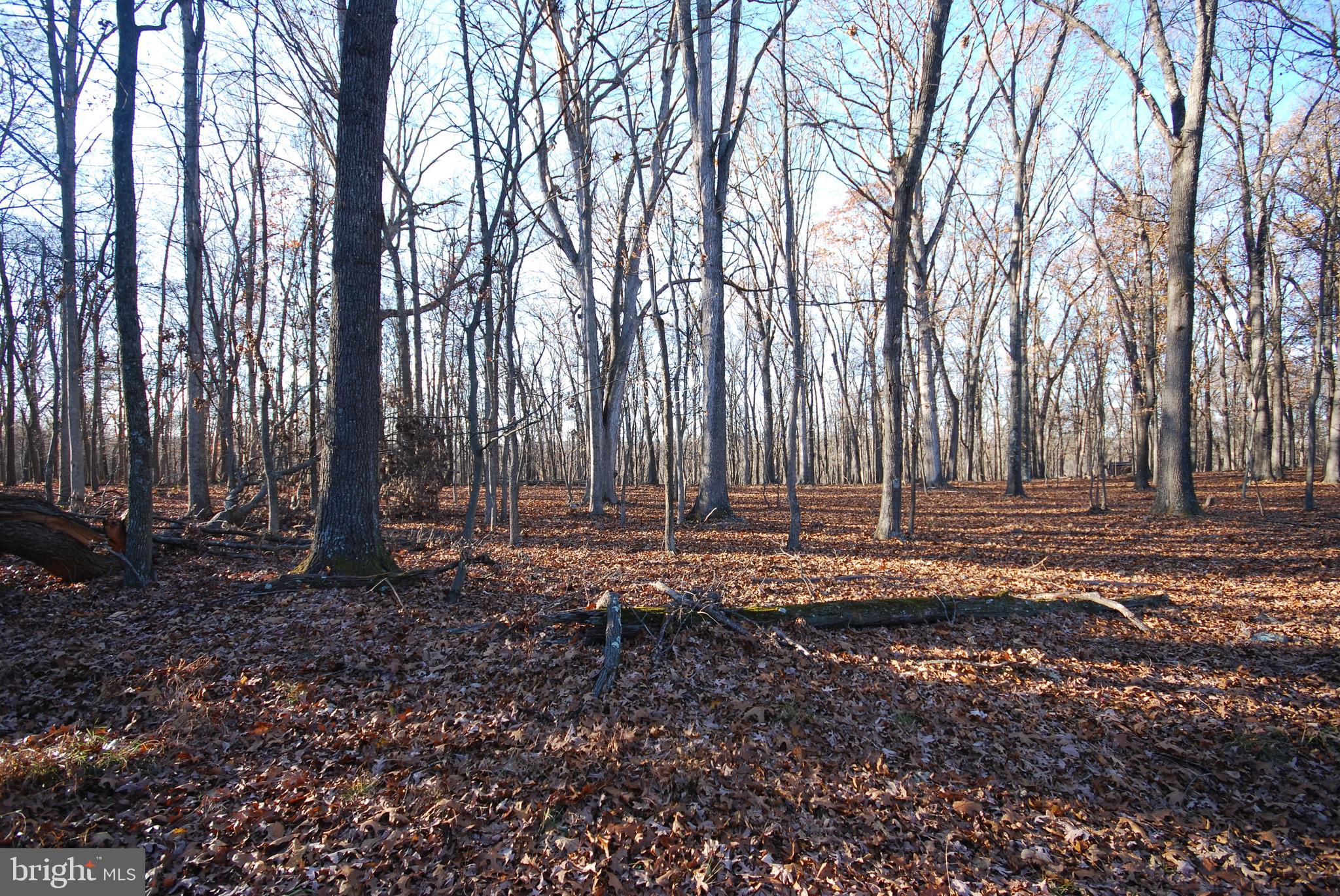 Lot 67 Mill Mountain Road Romney, WV 26757 - Photo 6 of 24 a view of backyard with trees