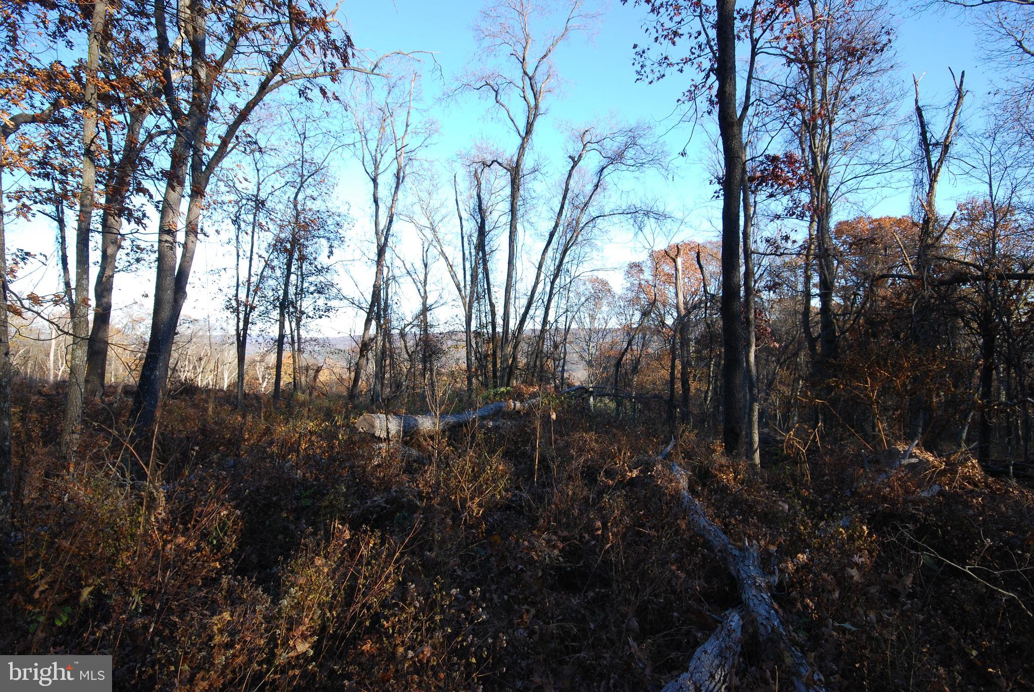 Lot 67 Mill Mountain Road Romney, WV 26757 - Photo 7 of 24 a view of trees in between two of trees