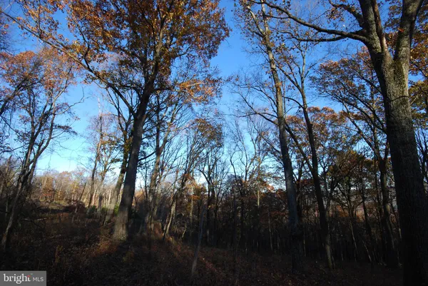 a view of a forest