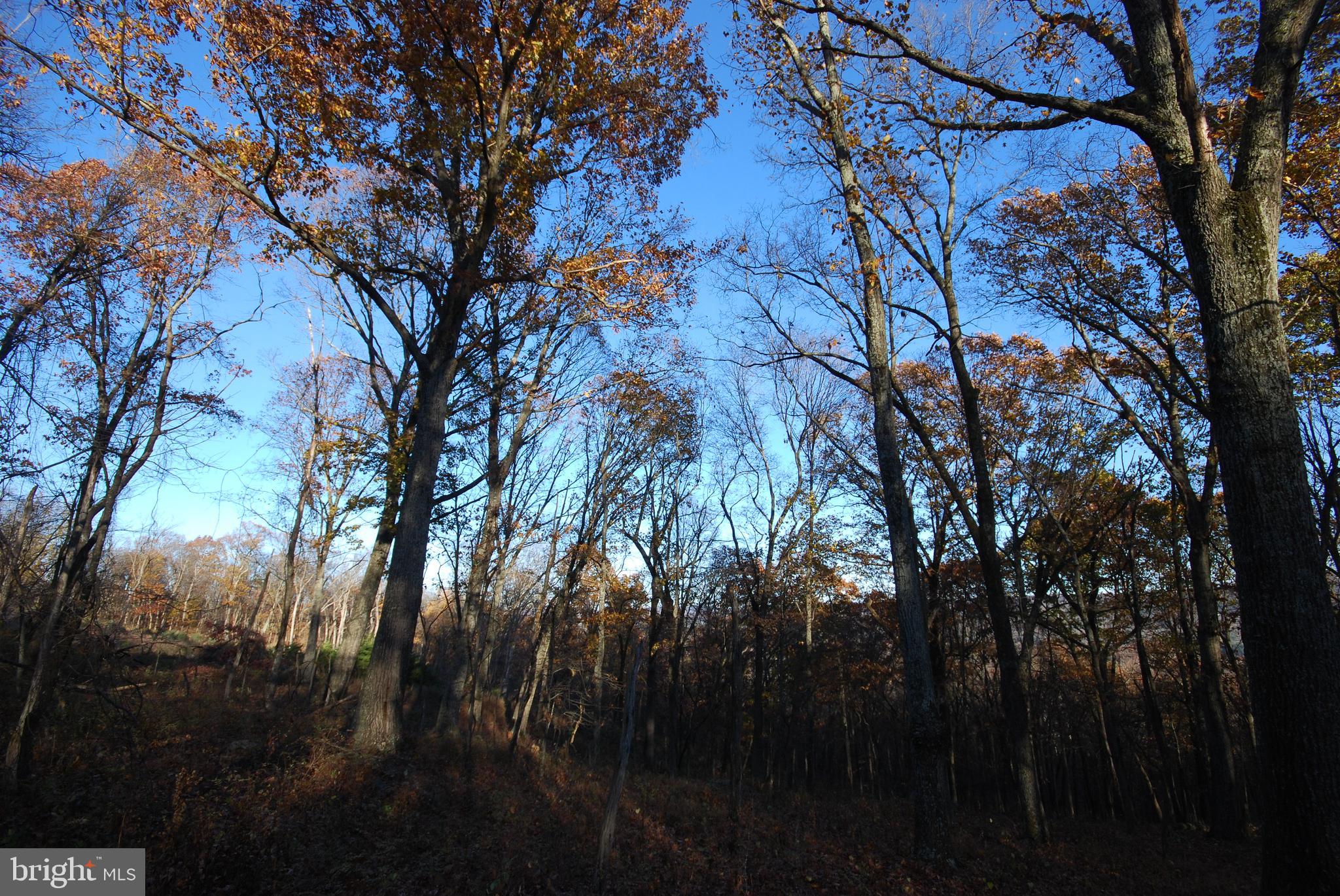 Lot 67 Mill Mountain Road Romney, WV 26757 - Photo 8 of 24 a view of tree in between the house