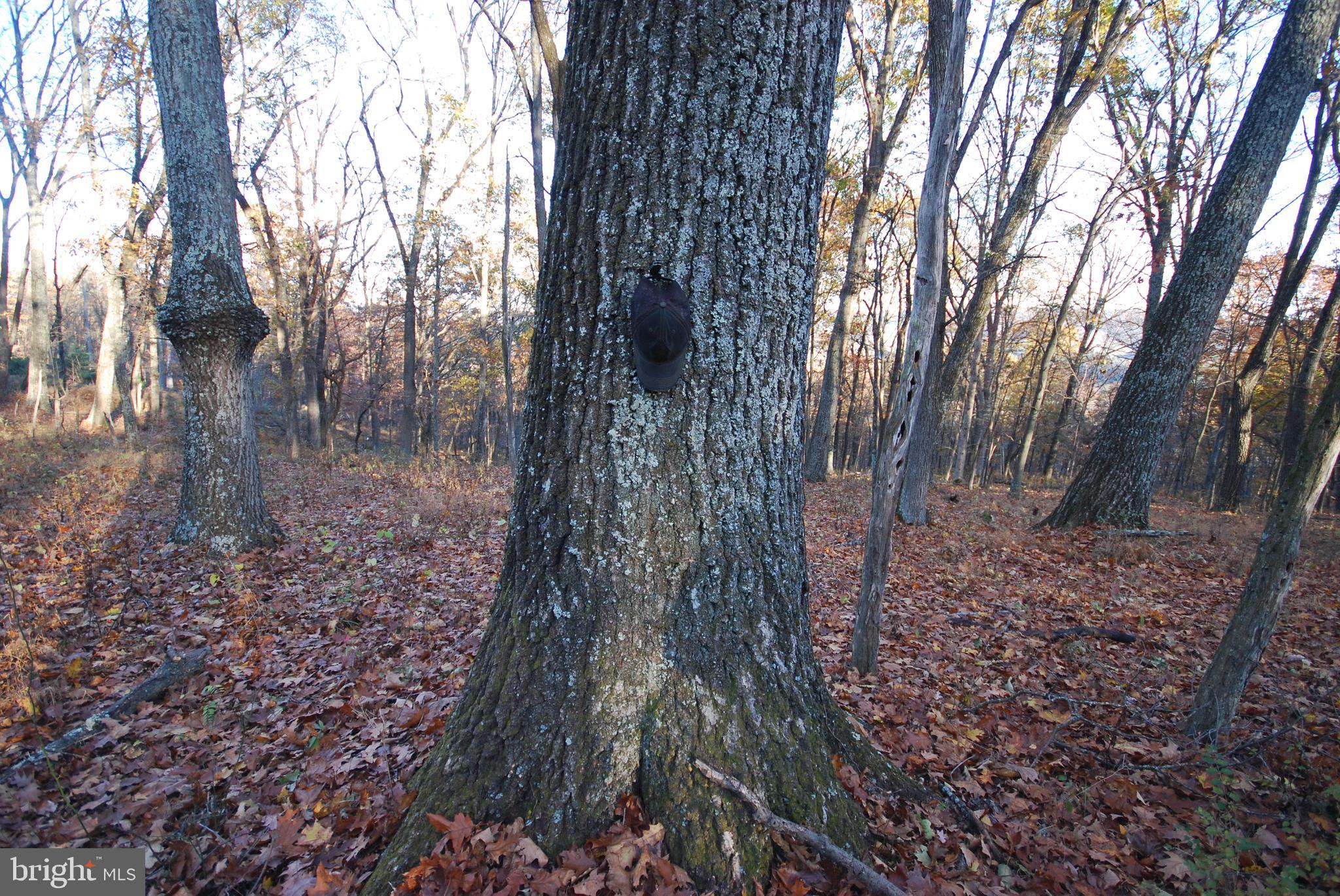Lot 67 Mill Mountain Road Romney, WV 26757 - Photo 9 of 24 a view of a forest