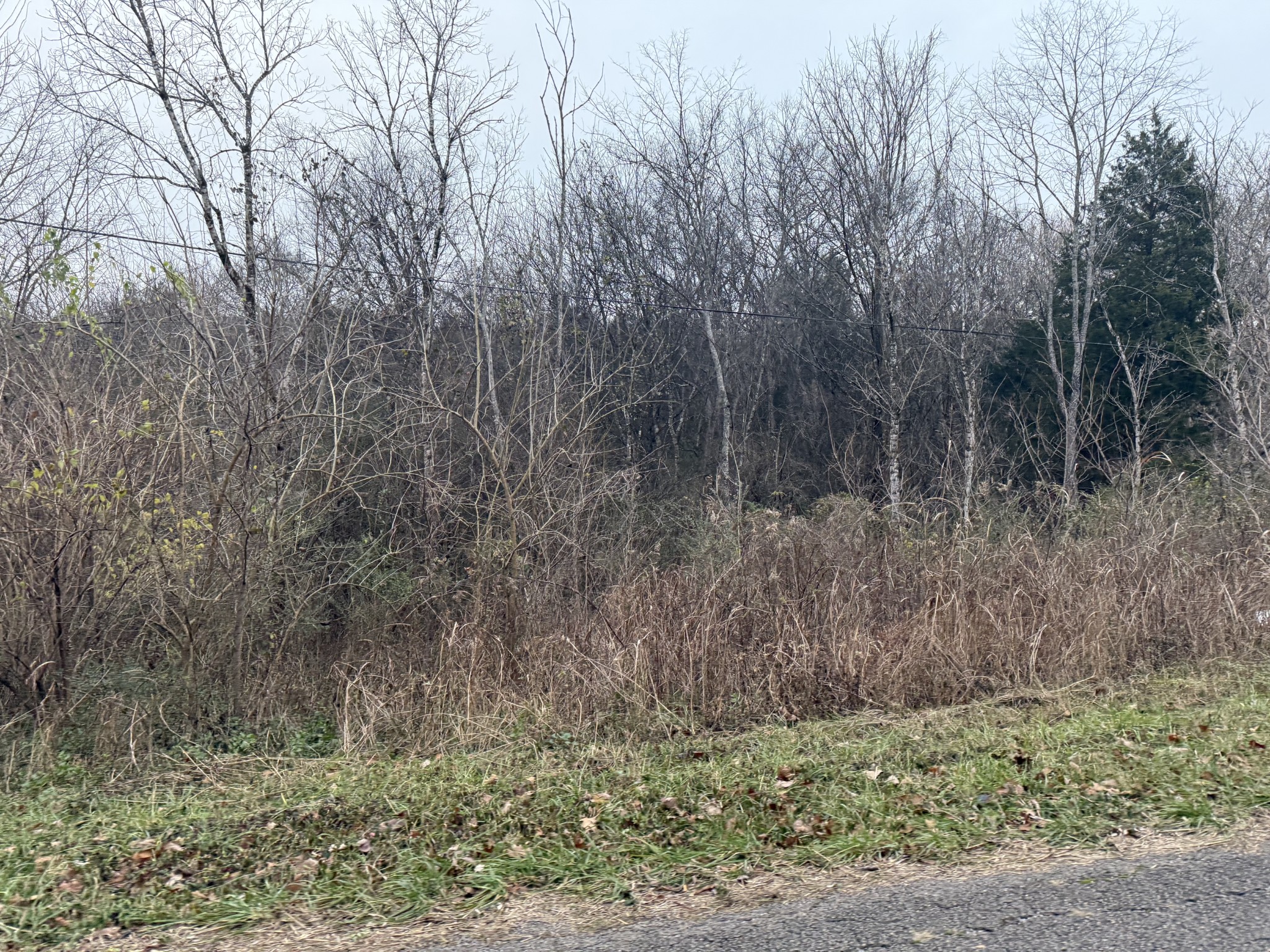 0 Lewis Road Santa Fe, TN 38482 - Photo 3 of 7 a view of a dry yard