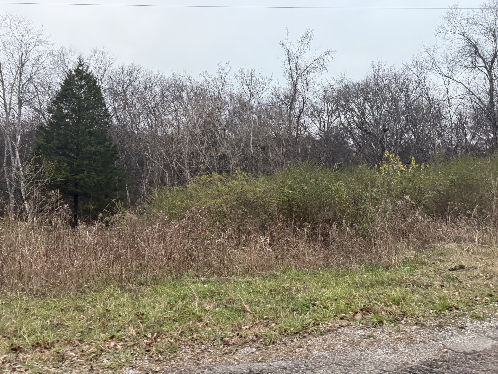 0 Lewis Road Santa Fe, TN 38482 - Photo 4 of 7 a view of a yard