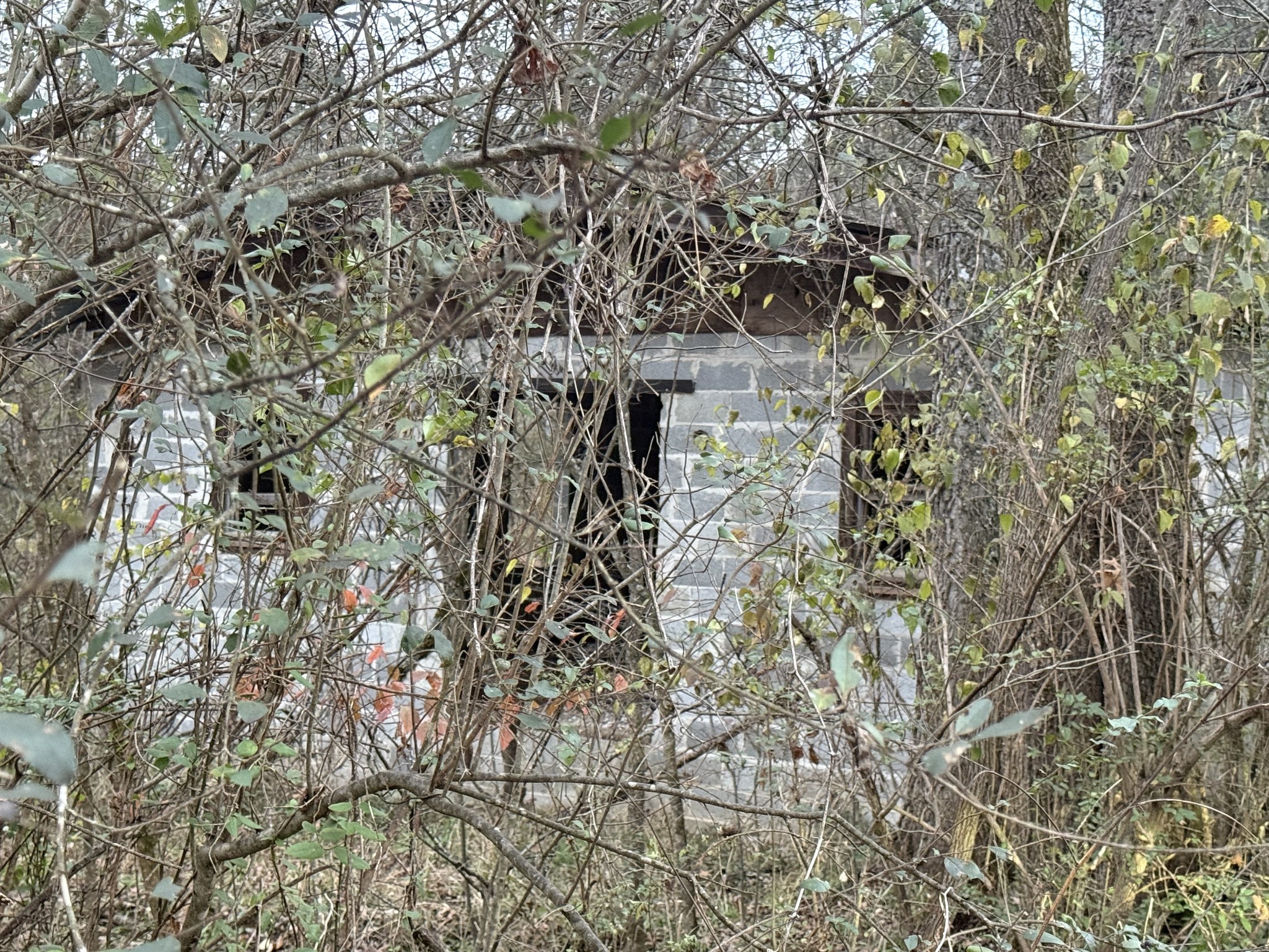 0 Lewis Road Santa Fe, TN 38482 - Photo 6 of 7 a picture of a tree