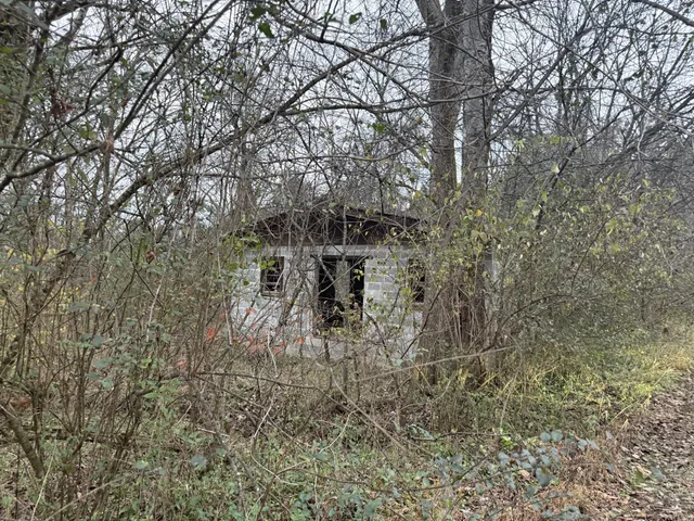 a close up of a plant in a yard
