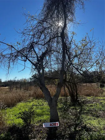 a view of a tree in the middle of a yard