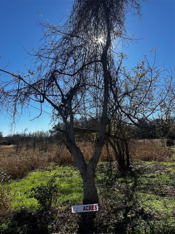 607 Old McDade Road Elgin, TX 78621 - Photo 4 of 8 a view of a tree in the middle of a yard