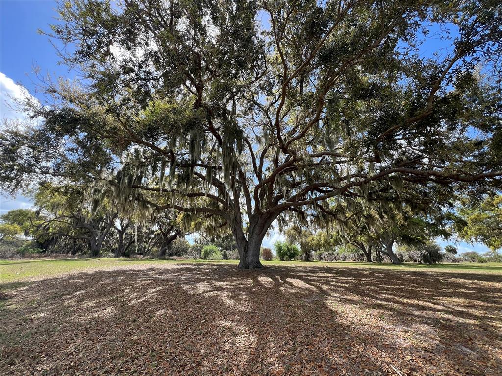0 Apiary Road Grand Island, FL 32735 - Photo 13 of 22 Gallery Image 13